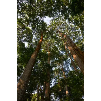 Sandalwood Plants